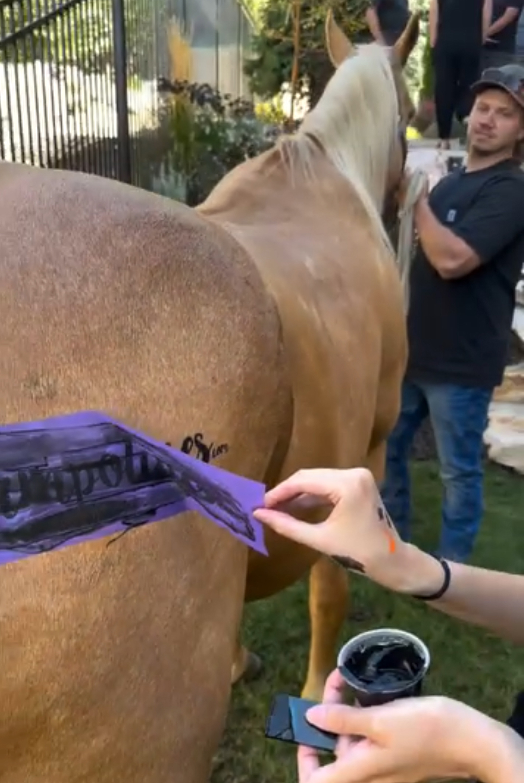 add logo to a horse with ikonart stencil