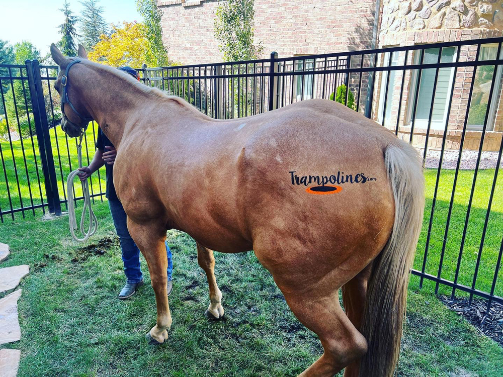 add logo to a horse with ikonart stencil